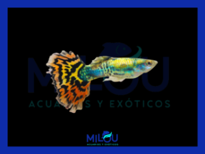 Guppy 7 Colores