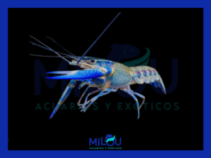 Cherax Quadricarinatus Blue