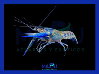 Cherax Quadricarinatus Blue