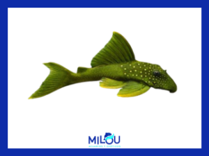 LORICARIDOS Y AFINES