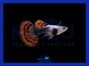 Guppy Chilli Mosaico