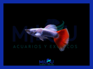 Guppy Dumbo Santa Claus