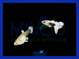 Guppy German White Touxedo