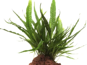 Helecho de Java en roca (microsorum pteropus)