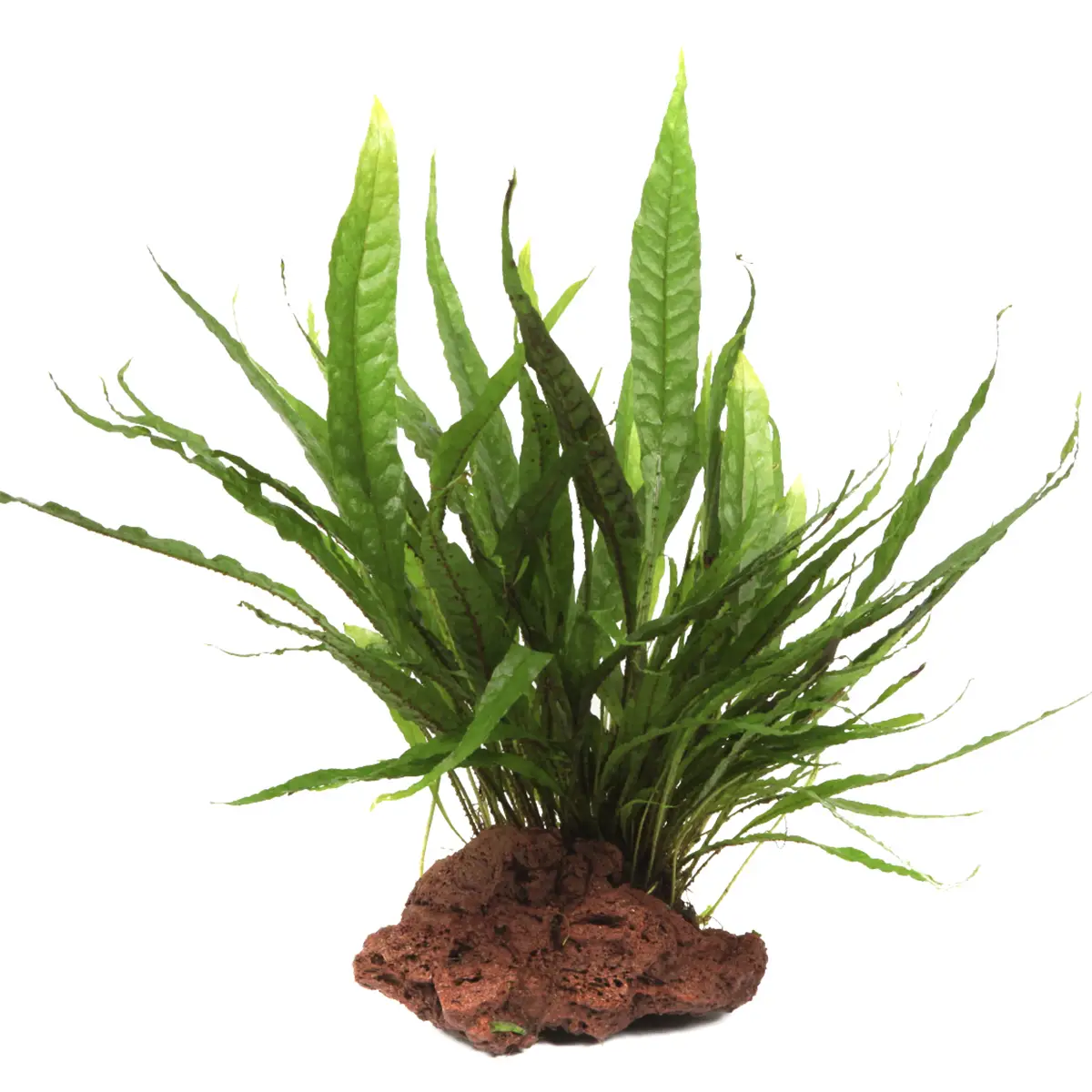 Helecho de Java en roca (microsorum pteropus)