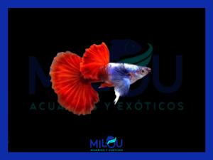 Guppy Dumbo Red Tail