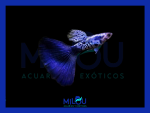 Guppy Blue Galaxy
