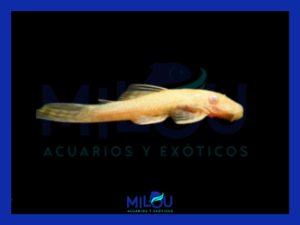 Ancistrus Albino