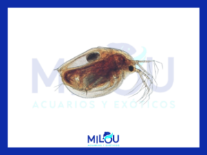 DAPHNIA 90ml