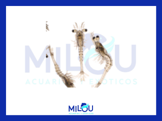 LARVA BLANCA 90ml