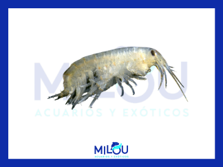 GAMMARUS 90ml