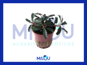Bucephalandra Maceta (5cm)