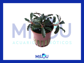 Bucephalandra Maceta (5cm)