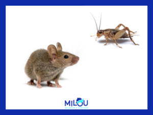 Alimento Vivo