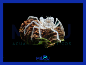 Cangrejo Araña