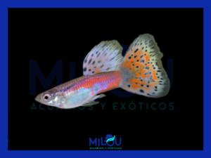 GUPPY PINK GRASS MACHO