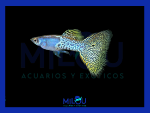 GUPPY METAL HEAD GREEN LACE MACHO