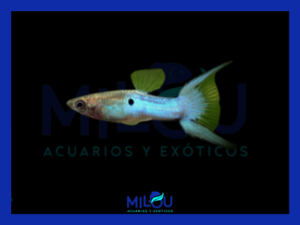 GUPPY ROYAL BLUE LIRE TAIL MACHO