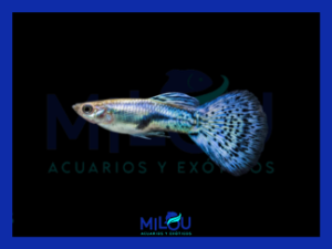 GUPPY BLUE GRASS MACHO