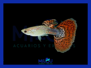 GUPPY RED BUTTEFLY MACHO