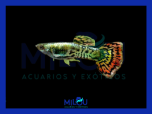 GUPPY TIGER MACHO