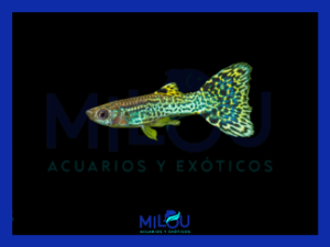 GUPPY EMERALD GREEN DRAGON MACHO