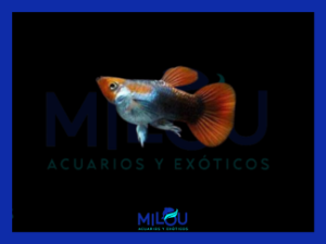 GUPPY BALON TUXEDO KOI MACHO