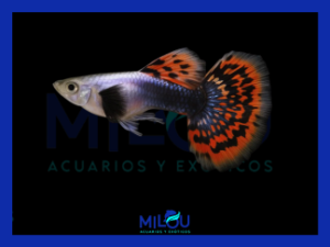 GUPPY DUMBO MOSAICO MACHO