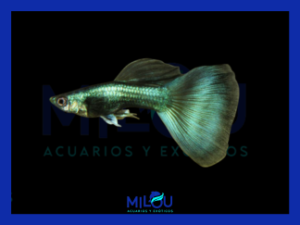 GUPPY GREEN MOSCOW MACHO