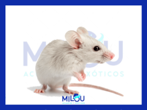 RATON ADULTO 22G-30G